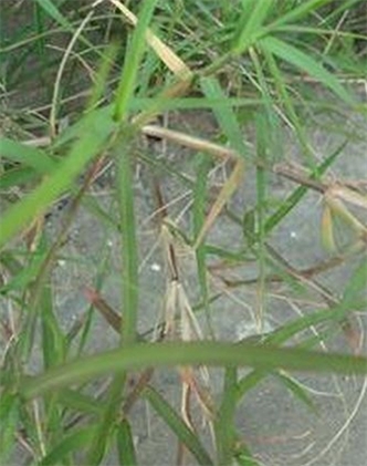 標題：狗牙根
瀏覽次數：2845
發表時間：2017-11-02