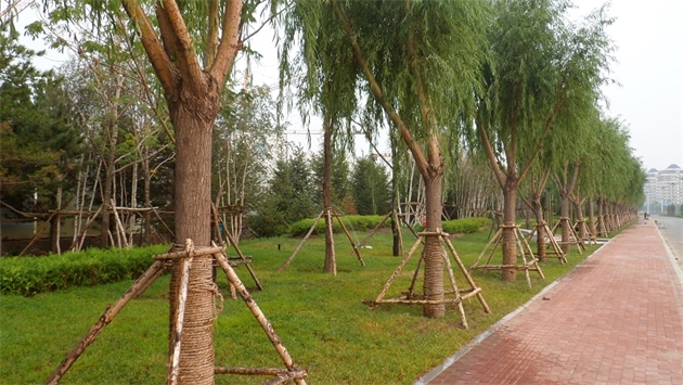 標(biāo)題：通遼市勝利北路道路景觀綠化
瀏覽次數(shù)：1855
發(fā)表時間：2020-10-16