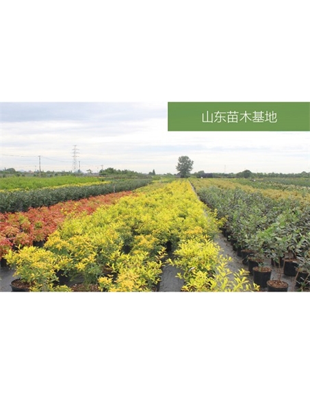 標題：苗木基地
瀏覽次數：2440
發表時間：2020-10-17