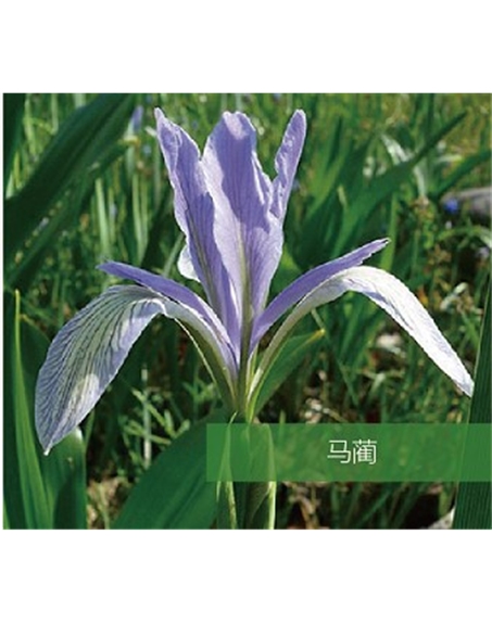 標(biāo)題：地被
瀏覽次數(shù)：1765
發(fā)表時間：2020-10-17