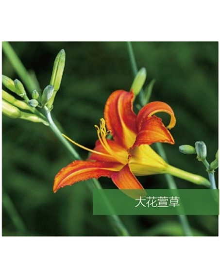 標(biāo)題：地被
瀏覽次數(shù)：1753
發(fā)表時(shí)間：2020-10-17