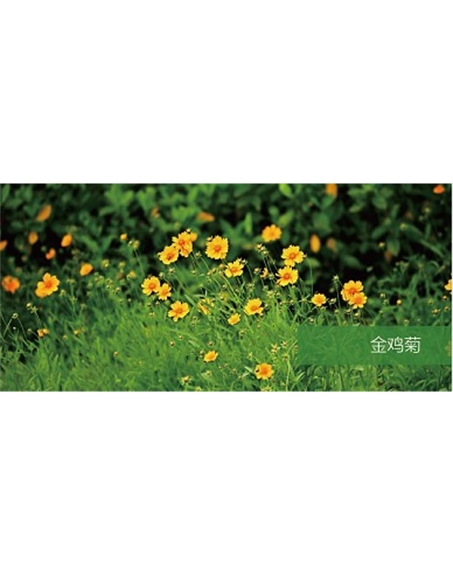 標(biāo)題：地被
瀏覽次數(shù)：2056
發(fā)表時間：2020-10-17