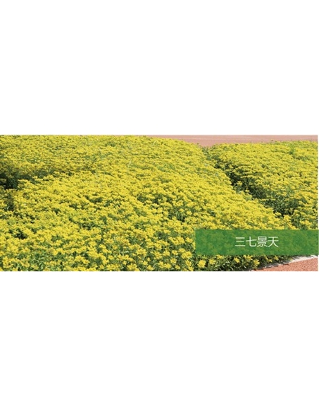 標(biāo)題：地被
瀏覽次數(shù)：2235
發(fā)表時(shí)間：2020-10-17
