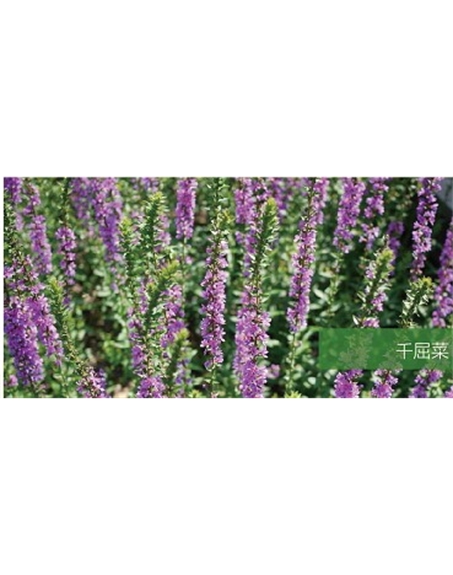 標題：地被
瀏覽次數：2119
發表時間：2020-10-17