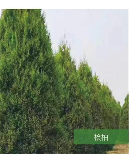 標(biāo)題：名貴樹種
瀏覽次數(shù)：1660
發(fā)表時(shí)間：2020-10-17