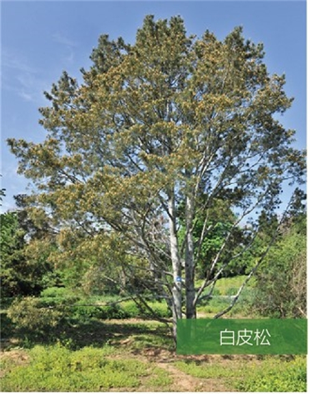 標題：名貴樹種
瀏覽次數：2325
發表時間：2020-10-17