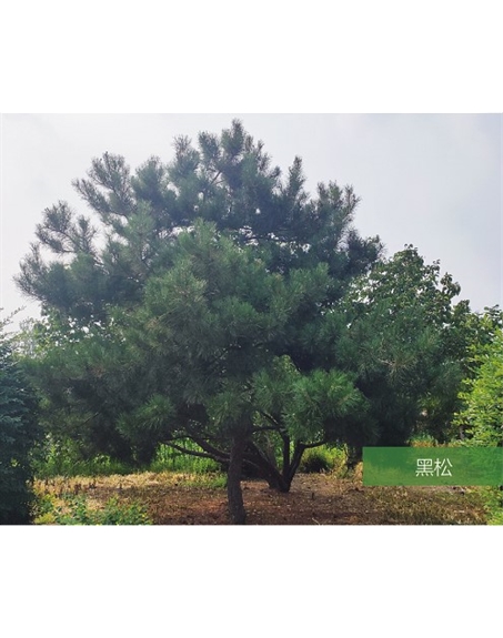 標題：名貴樹種
瀏覽次數：2352
發表時間：2020-10-17