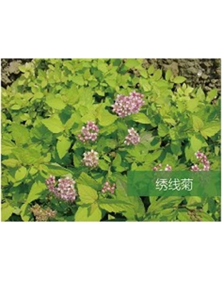 標題：喬灌木
瀏覽次數：1839
發表時間：2020-10-17