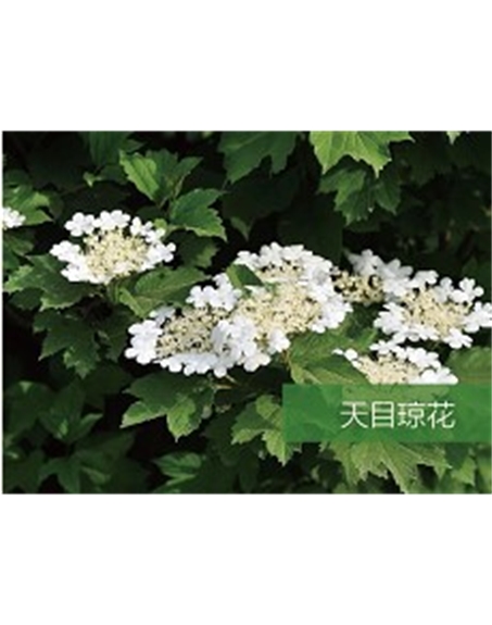 標題：喬灌木
瀏覽次數：1830
發表時間：2020-10-17