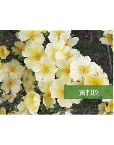 標題：喬灌木
瀏覽次數：1656
發表時間：2020-10-17