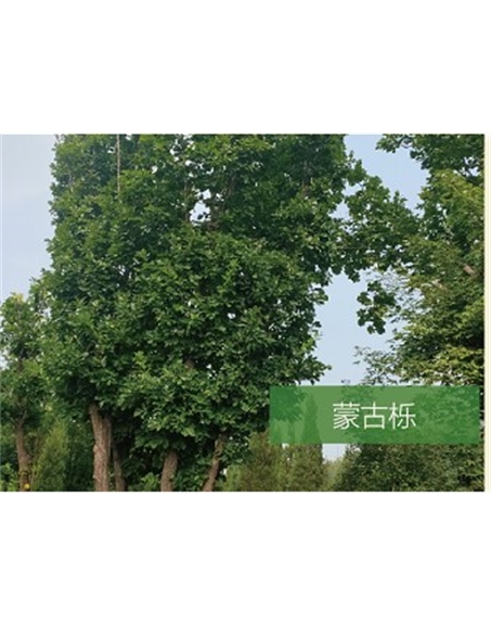 標(biāo)題：喬灌木
瀏覽次數(shù)：2456
發(fā)表時間：2020-10-17