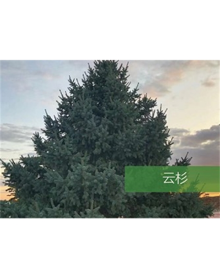 標(biāo)題：喬灌木
瀏覽次數(shù)：2477
發(fā)表時(shí)間：2020-10-17