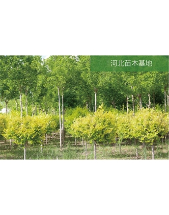 標題：苗木基地
瀏覽次數：2404
發表時間：2020-10-17