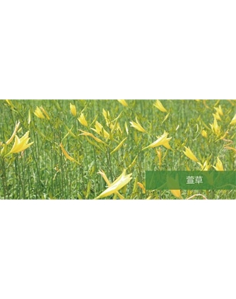 標題：地被
瀏覽次數：1852
發表時間：2020-10-17