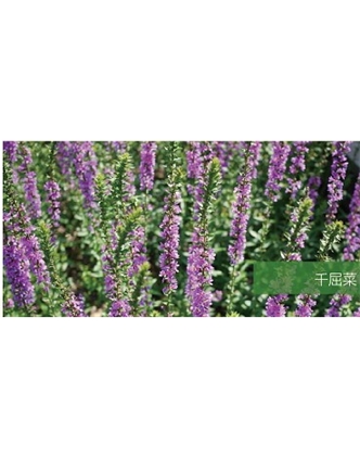 標題：地被
瀏覽次數：2117
發表時間：2020-10-17