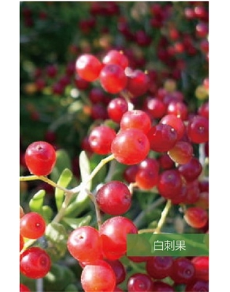 標題：名貴樹種
瀏覽次數(shù)：1726
發(fā)表時間：2020-10-17