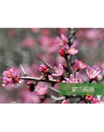標題：名貴樹種
瀏覽次數(shù)：1683
發(fā)表時間：2020-10-17