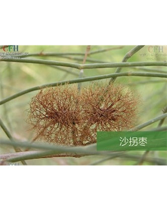 標(biāo)題：名貴樹種
瀏覽次數(shù)：1729
發(fā)表時(shí)間：2020-10-17