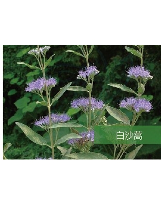 標(biāo)題：名貴樹種
瀏覽次數(shù)：1669
發(fā)表時(shí)間：2020-10-17