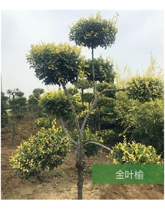 標(biāo)題：名貴樹種
瀏覽次數(shù)：1732
發(fā)表時(shí)間：2020-10-17