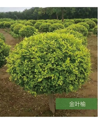標(biāo)題：名貴樹(shù)種
瀏覽次數(shù)：1738
發(fā)表時(shí)間：2020-10-17