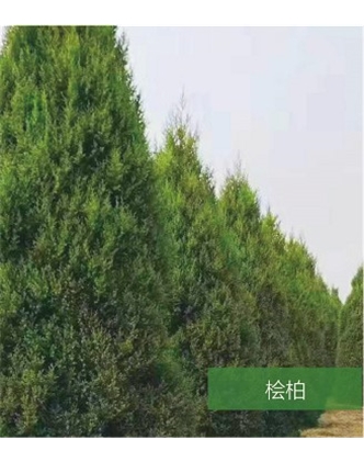 標(biāo)題：名貴樹(shù)種
瀏覽次數(shù)：1657
發(fā)表時(shí)間：2020-10-17