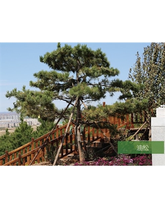 標(biāo)題：名貴樹(shù)種
瀏覽次數(shù)：1696
發(fā)表時(shí)間：2020-10-17