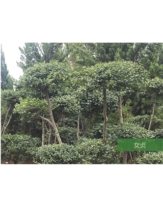 標(biāo)題：名貴樹(shù)種
瀏覽次數(shù)：1695
發(fā)表時(shí)間：2020-10-17