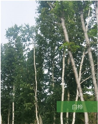 標(biāo)題：名貴樹(shù)種
瀏覽次數(shù)：1799
發(fā)表時(shí)間：2020-10-17