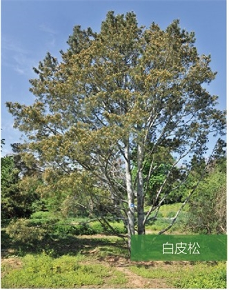 標題：名貴樹種
瀏覽次數：2323
發表時間：2020-10-17