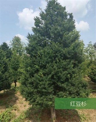 標題：名貴樹種
瀏覽次數：2161
發表時間：2020-10-17