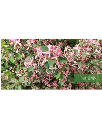 標題：喬灌木
瀏覽次數：1638
發表時間：2020-10-17