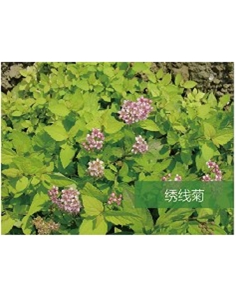 標題：喬灌木
瀏覽次數：1834
發表時間：2020-10-17
