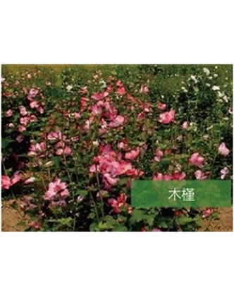 標(biāo)題：?jiǎn)坦嗄?瀏覽次數(shù)：1829
發(fā)表時(shí)間：2020-10-17