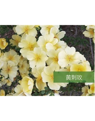 標(biāo)題：?jiǎn)坦嗄?瀏覽次數(shù)：1652
發(fā)表時(shí)間：2020-10-17