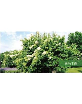 標(biāo)題：?jiǎn)坦嗄?瀏覽次數(shù)：1888
發(fā)表時(shí)間：2020-10-17