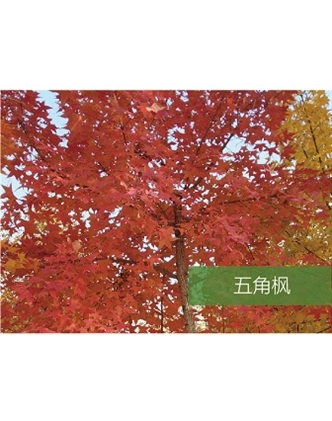 標題：喬灌木
瀏覽次數：1786
發表時間：2020-10-17