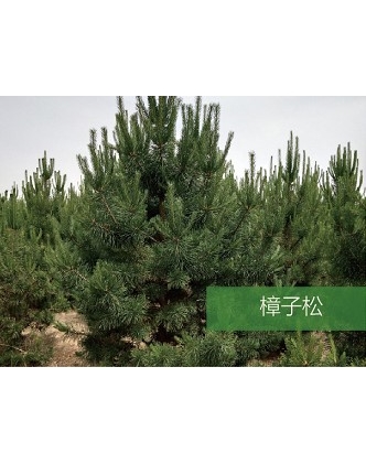 標題：喬灌木
瀏覽次數：1811
發表時間：2020-10-17