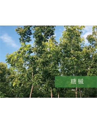 標題：喬灌木
瀏覽次數：2433
發表時間：2020-10-17