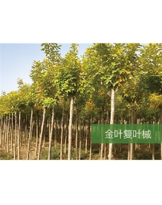 標題：喬灌木
瀏覽次數：2271
發表時間：2020-10-17